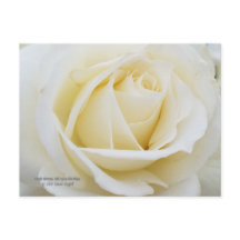 Foto de rosa blanco prístino