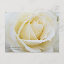 Postal Foto de rosa blanco prístino