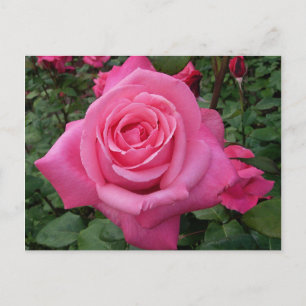 Postal Foto de rosa rosa brillante