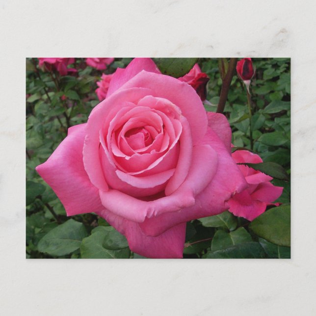 Postal Foto de rosa rosa brillante (Anverso)