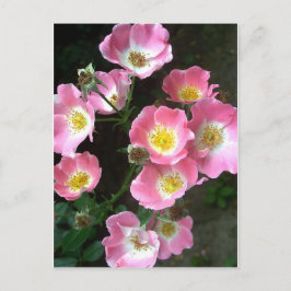Postal Foto de Rosas de Secret Garden