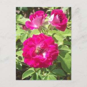 Postal Foto de Roses Rojos