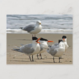 Postal Foto de Royal Terns