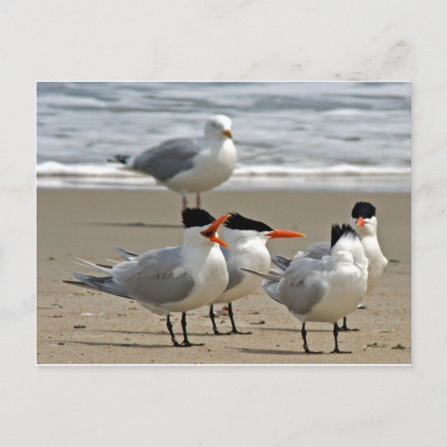 Postal Foto de Royal Terns (Anverso)