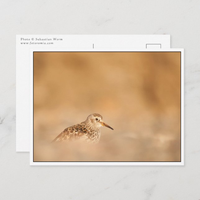Postal Foto de Sandpiper Bird Nature (Anverso / Reverso)