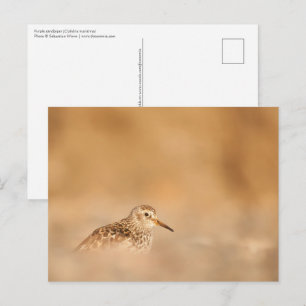 Postal Foto de Sandpiper Nature