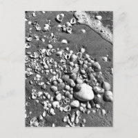 Foto de Seashells Beach en blanco y negro en Flori