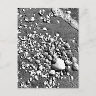 Postal Foto de Seashells Beach en blanco y negro en Flori