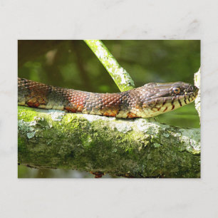Postal Foto de serpiente de agua del norte