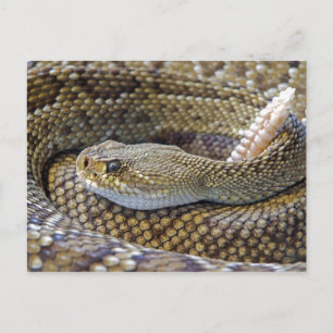 Postal Foto de serpiente de cascabel