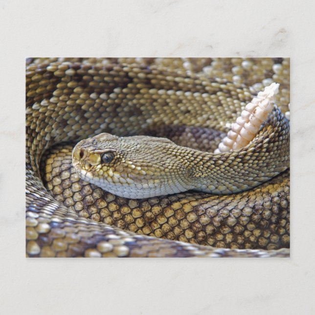 Postal Foto de serpiente de cascabel (Anverso)