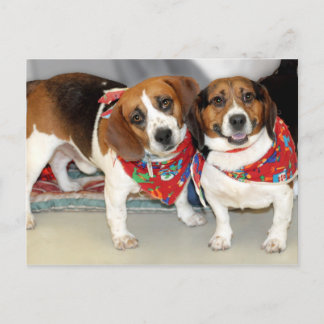 Postal Foto de Shelter Beagles