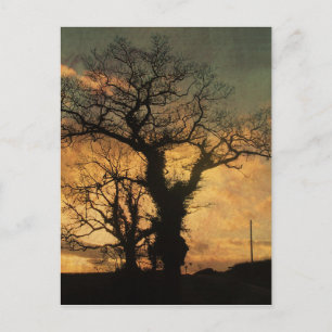 Postal Foto de silueta de árbol