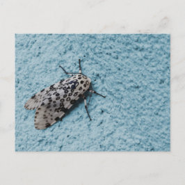 Postal Foto de Snowy Leopard Moth