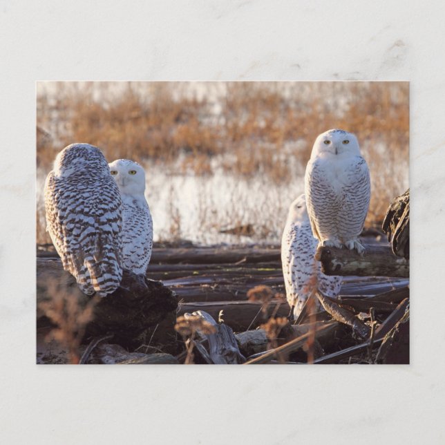 Postal Foto de Snowy Owls (Anverso)