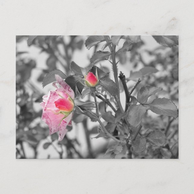 Postal Foto de Splash de color de rosas rosa (Anverso)