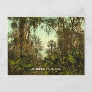 Postal Foto de St. Johns River Florida 1898