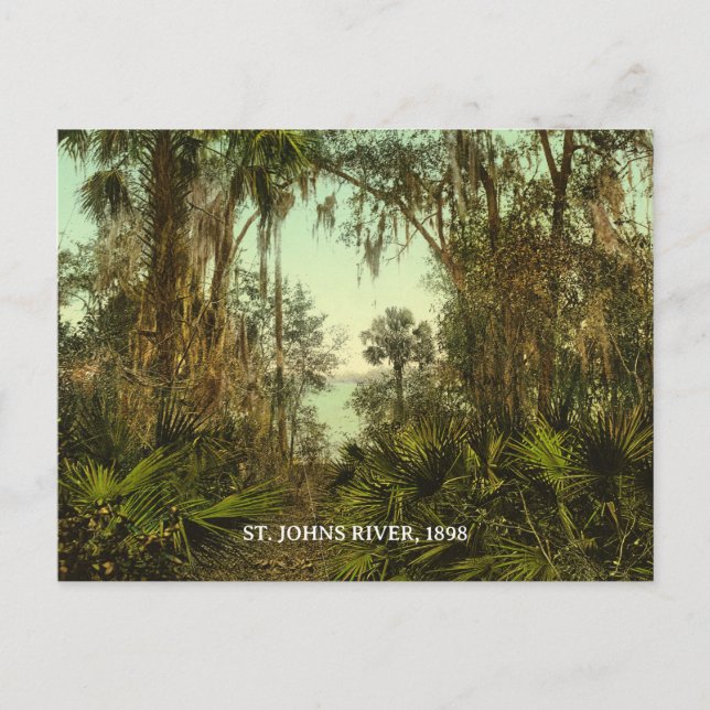 Postal Foto de St. Johns River Florida 1898 (Anverso)