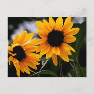 Postal Foto de Sunflower