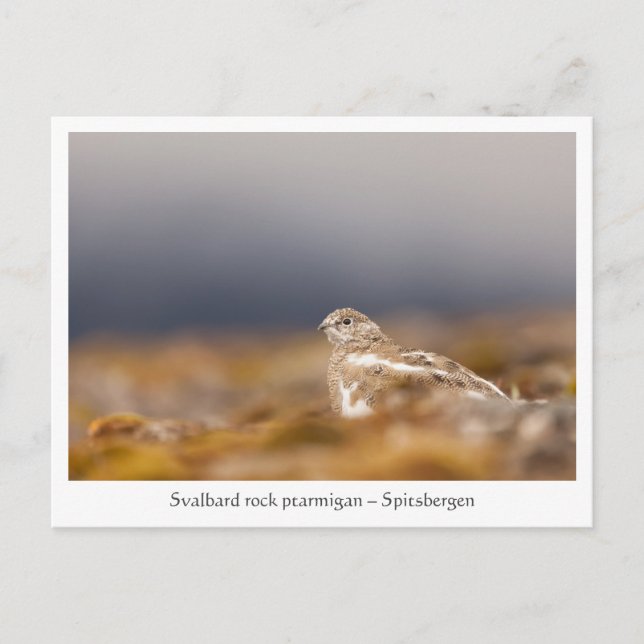 Postal Foto de Svalbard Ptarmigan (Anverso)
