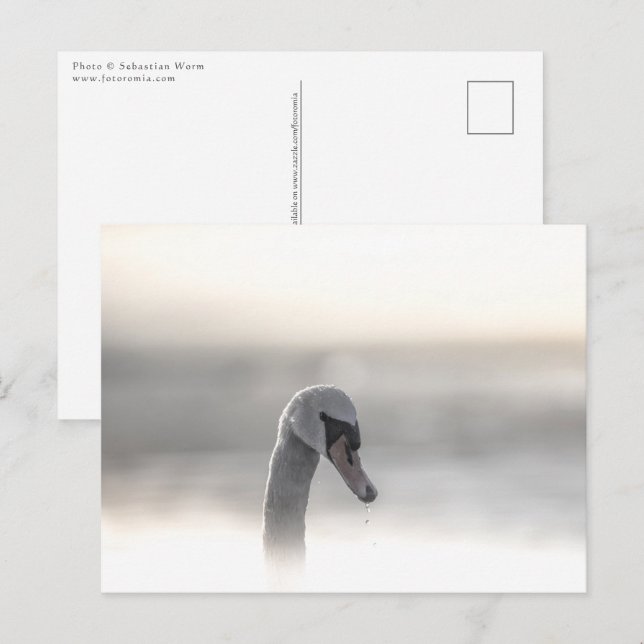 Postal Foto de Swan Nature (Anverso / Reverso)