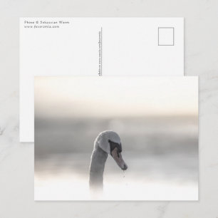 Postal Foto de Swan Nature