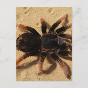 Postal Foto de Tarantula