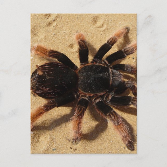 Postal Foto de Tarantula (Anverso)