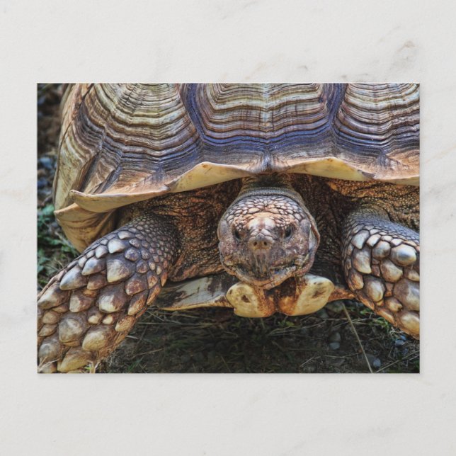 Postal Foto de Tortoise (Anverso)