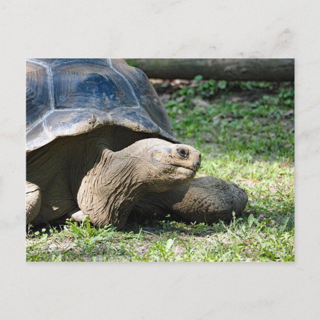 Postal Foto de Tortoise Wildlife (Anverso)