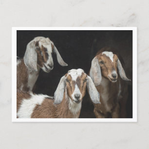 Postal Foto de tres cabras