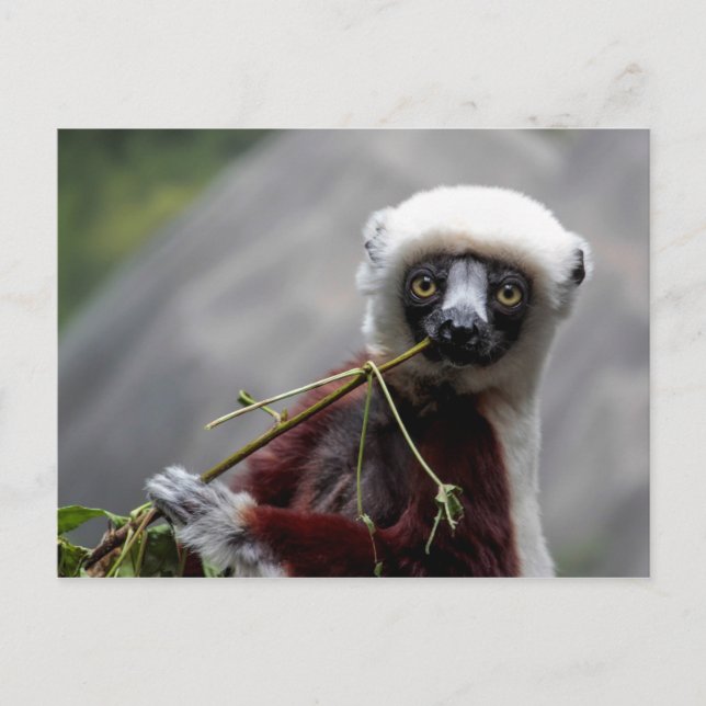 Postal Foto de un animal salvaje de Sefaka Lemur (Anverso)