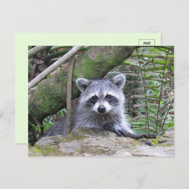Postal Foto de un bebé Adorable Raccoon (Anverso / Reverso)