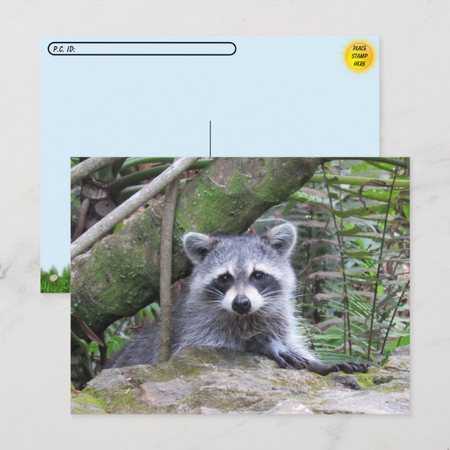 Postal Foto de un bebé mapache (Anverso / Reverso)