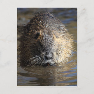 Postal Foto de un coypu (Myocastor coypus) en el agua.