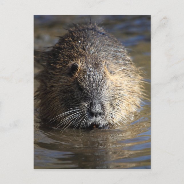 Postal Foto de un coypu (Myocastor coypus) en el agua. (Anverso)