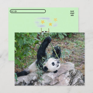 Postal Foto de un gigante panda