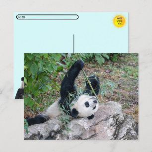Postal Foto de un gigante panda