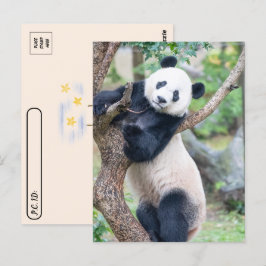 Postal Foto de un gigante panda