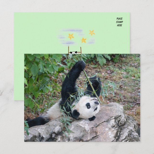 Postal Foto de un Panda gigante (Anverso / Reverso)