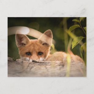 Postal Foto de un Pequeño Fox