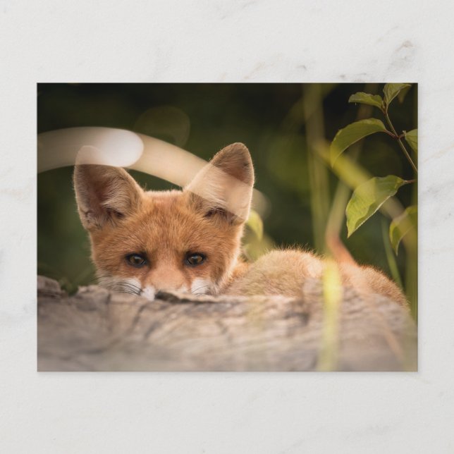 Postal Foto de un Pequeño Fox (Anverso)