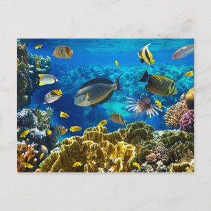 Postal Foto de un pez tropical en un arrecife de coral