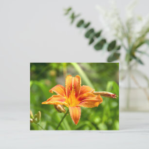 Postal Foto de una flor de Lily grande