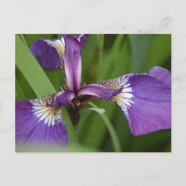 Postal Foto de una hermosa flor de iris púrpura (Anverso)