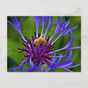 Postal Foto de una hermosa flor morada con abeja de miel