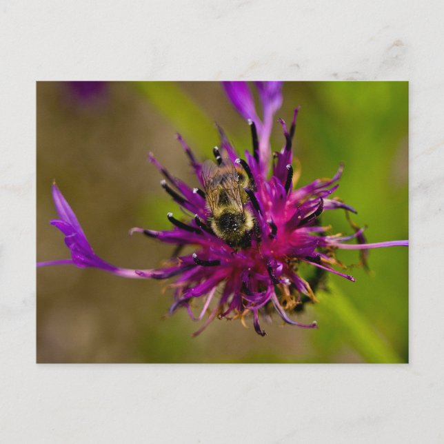Postal Foto de una hermosa flor morada con abeja de miel (Anverso)