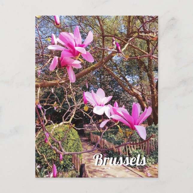 Postal Foto de viaje de Bruselas Bélgica (Anverso)