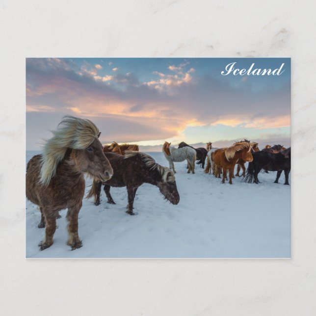 Postal Foto de viaje de caballos salvajes de Islandia (Anverso)