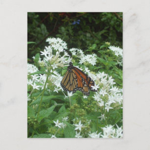 Postal Foto de Viceroy Butterfly